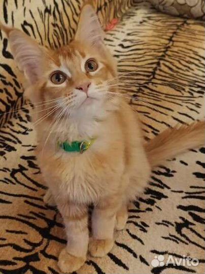 Солнечные котятки Мейн-Кунчики