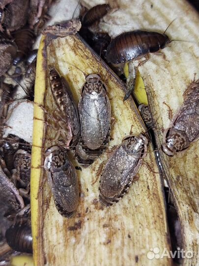 Живые мраморные тараканы. Возможна заморозка