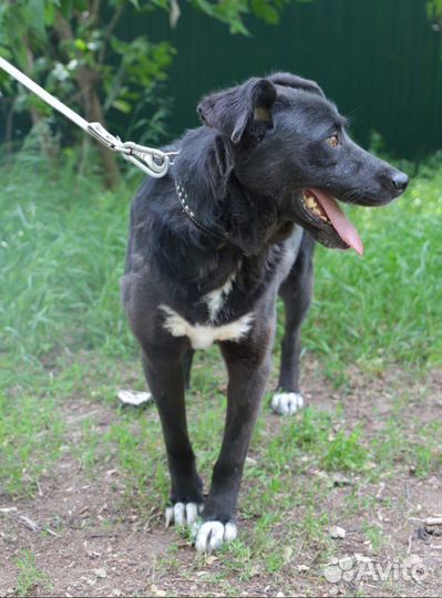 Перчику тяжело выживать в приюте