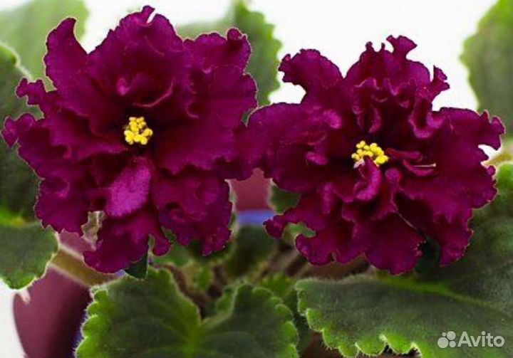 Сортовые фиалки