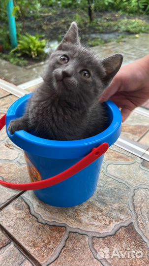 Отдам в добрые руки маленькую кошечку