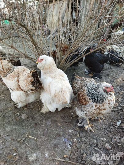 Карликовые кохинхины, Брама, Голландская, Фавероль