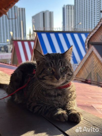 Котик Федя в поиске дома или передержки