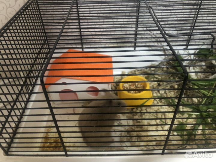 Сирийский хомяк с клеткой