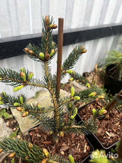 Ель Лутца Махала