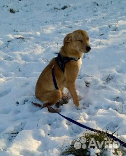 Рыжее солнышко