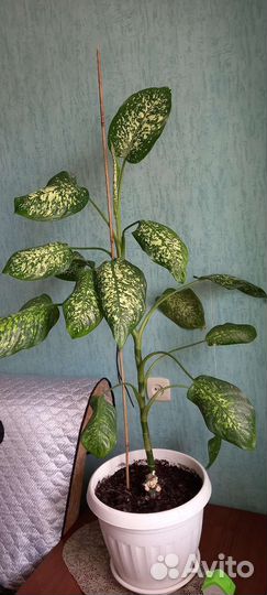 Диффенбахия