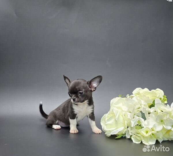 Мини красотка Чихуахуа