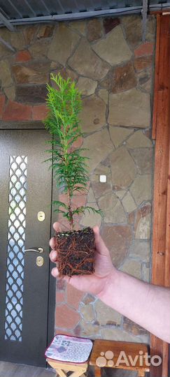 Туя Колумна,Брабант