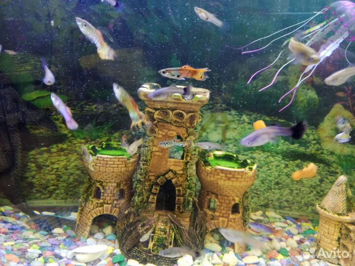 Аквариумные рыбки