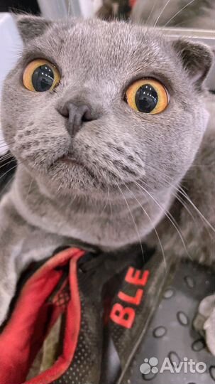 Шотландский кот вязка