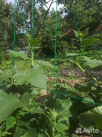 Шпалера для огурцов