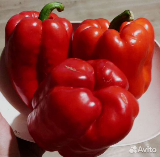 Семена гигантского перца