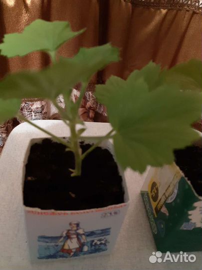 Пеларгония розовая