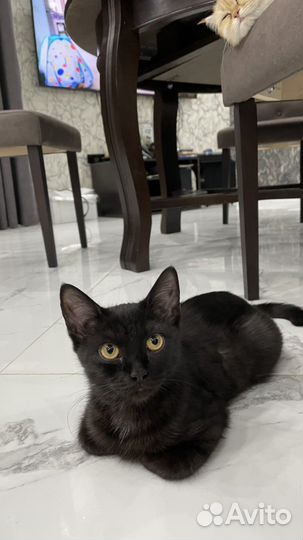 Кошка в добрые руки