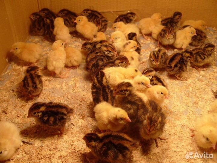 Перепелята любого возраста и породы