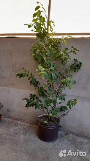 Лимон дерево