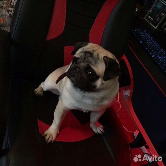 Щенки Мопса