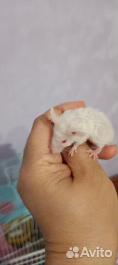 Продам декоративных мышей тексель рекс