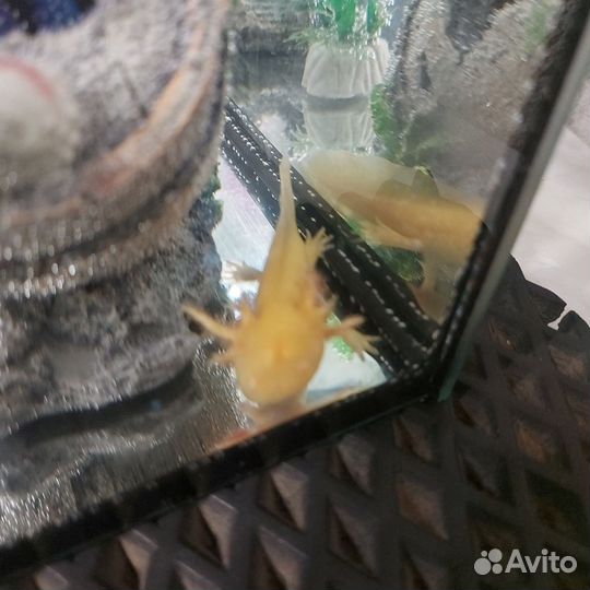 Аксолотль золотой с жильём