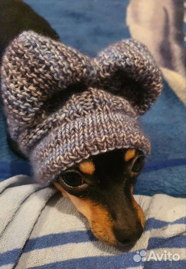 Вязанные шапочки для собак