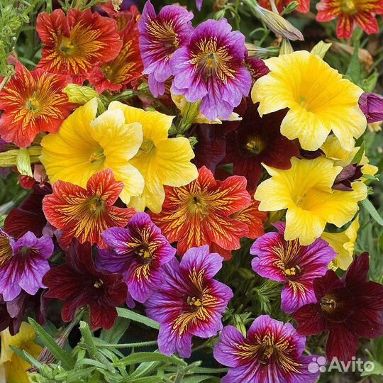 Сальпиглосис