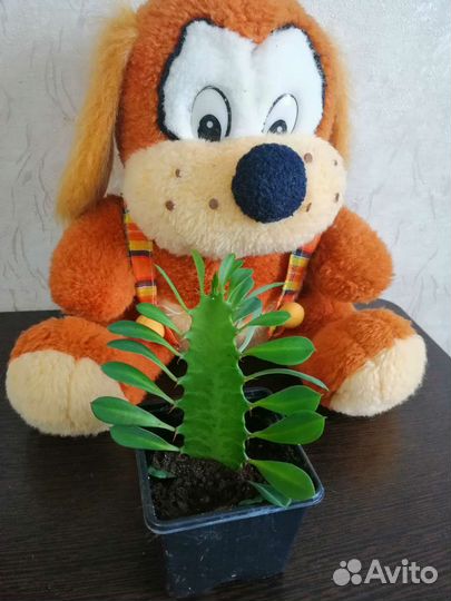 Молочай детки