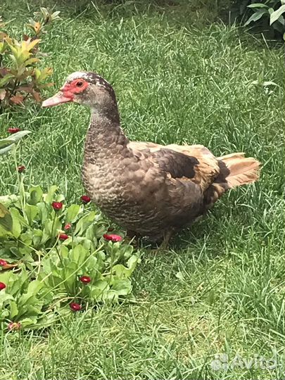 Индоутки индоутята