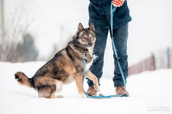 Харизматичный Рэкс - пес с длинной историей