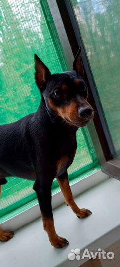 Вязка цвергпинчер