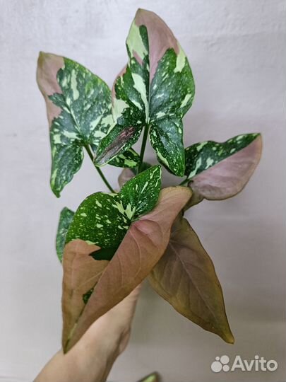 Сингониум Рэд Спот триколор