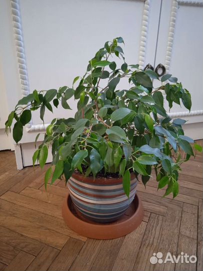 Фикус бенджамина 25 см