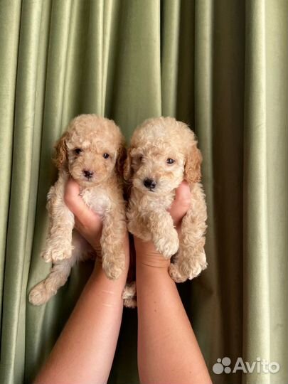 Щенки пуделя