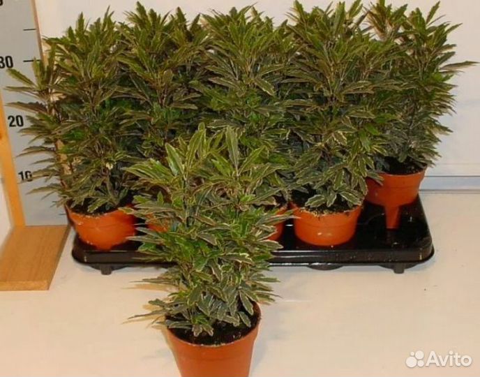 Дизиготека