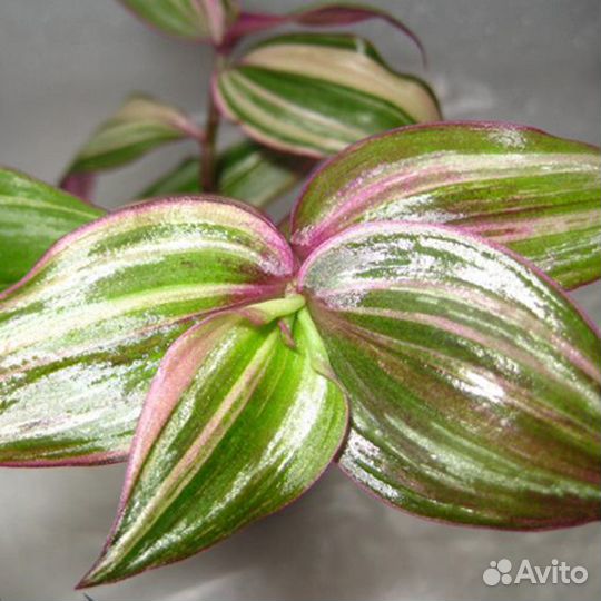 Традесканция несколько сортов