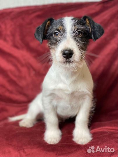 Джек Рассел терьер