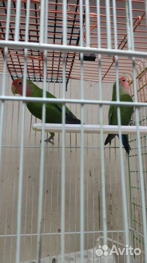 Птенцы неразлучников