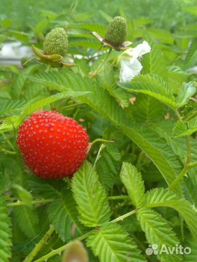 Ежемалина (Тибетская малина)