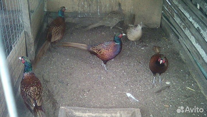 Фазаны охотничие