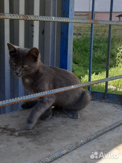 Котенок ищет дом