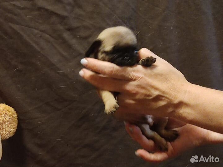 Щенки мопса