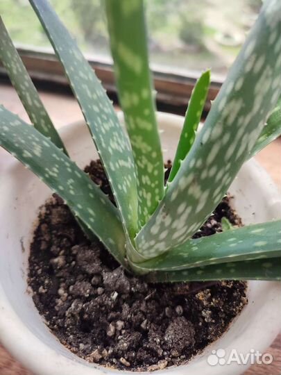 Алоэ вера растение