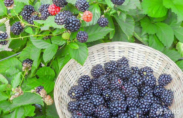 Ежевика колючая (саженцы)