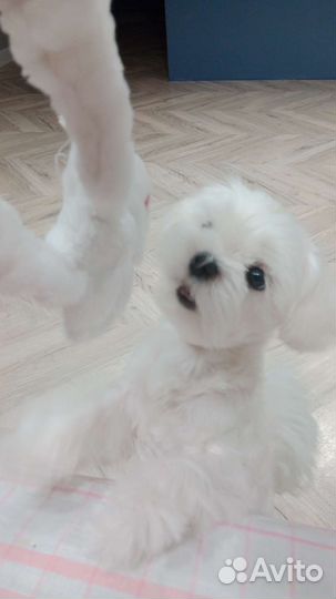 Выгул собак маленьких пород