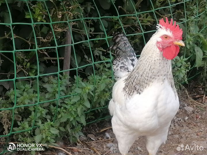 Молодые петухи