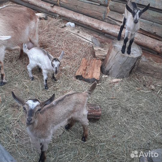 Альпийские козлята