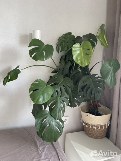 Монстера деликатесная