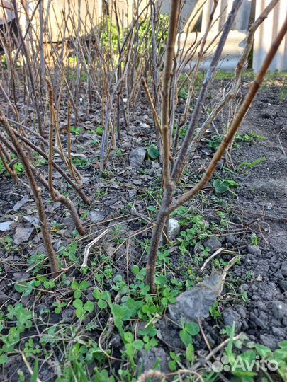 Саженцы черной смородины