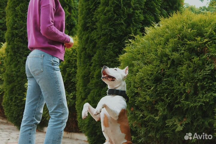 Кинолог зоопсихолог