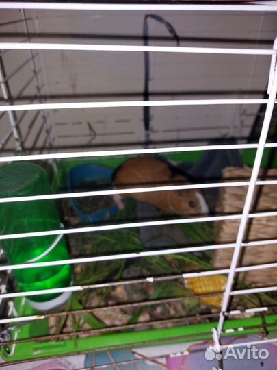 Морская свинка с клеткой бесплатно